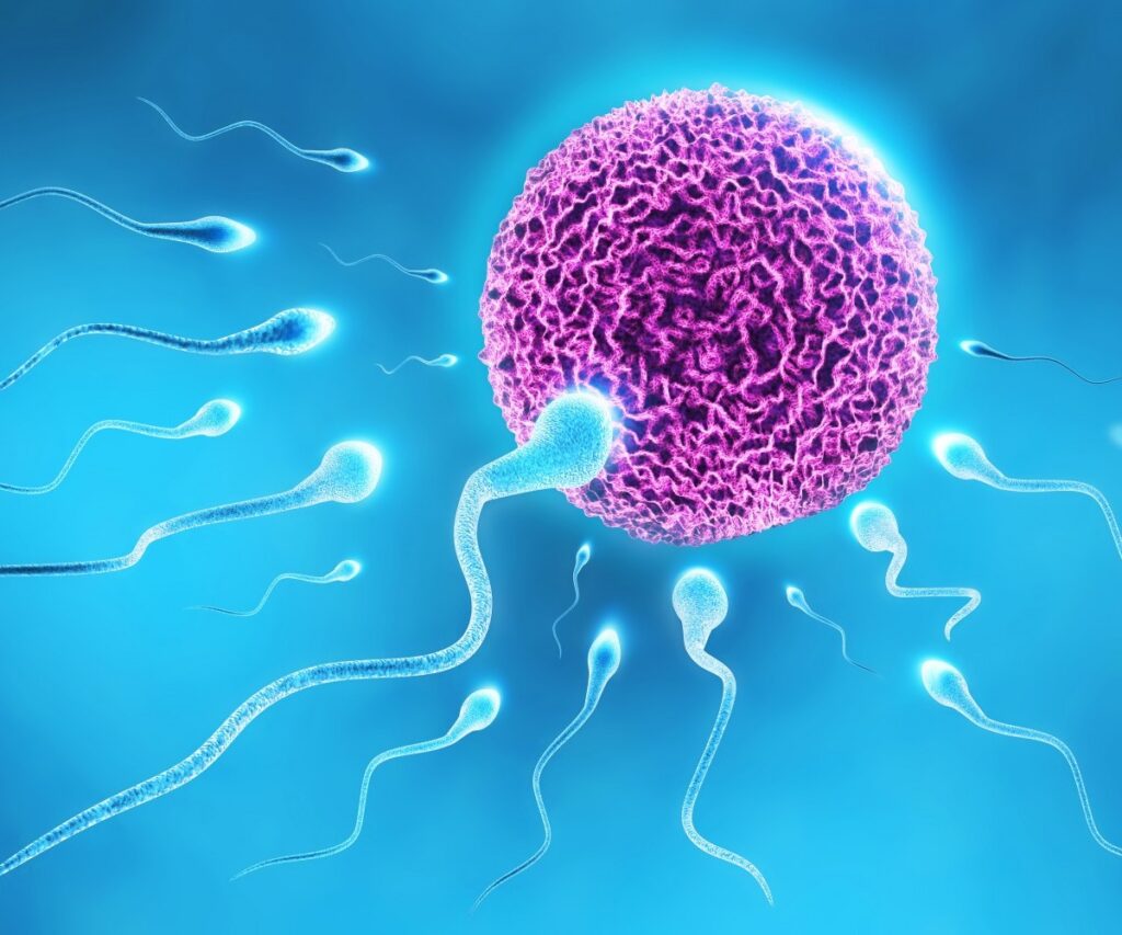 Suppléments de fertilité masculine qu'est-ce que c'est et comment les prendre