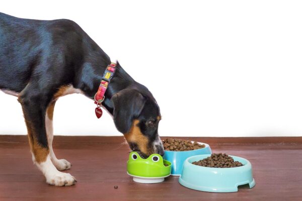 croquettes idéales pour votre chien